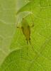 Campyloneura virgula